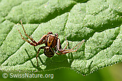 Braune Krabbenspinne (Xysticus cristatus) (F165040) Braune Krabbenspinne (Xysticus cristatus) (F165040)