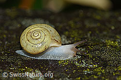 Kleine Glanzschnecke (Aegopinella pura) (F165177)