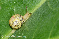 Kleine Glanzschnecke (Aegopinella pura) (F165187) Kleine Glanzschnecke (Aegopinella pura) (F165187)