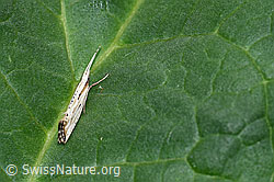 Plutella porrectella (Schleiermotte) (F165197) Plutella porrectella (Schleiermotte) (F165197)