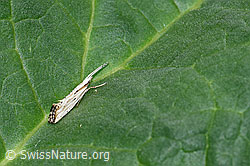 Plutella porrectella (Schleiermotte) (F165199) Plutella porrectella (Schleiermotte) (F165199)