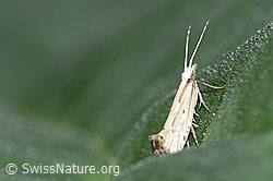 Plutella porrectella (Schleiermotte) (F165214) Plutella porrectella (Schleiermotte) (F165214)
