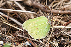 Zitronenfalter (Gonepteryx rhamni) (F165222) Zitronenfalter (Gonepteryx rhamni) (F165222)