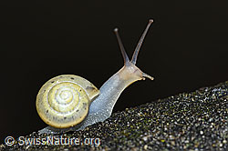 Aegopinella pura (F165265)