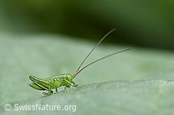 Grünes Heupferd (Tettigonia viridissima) (F165275) Grünes Heupferd (Tettigonia viridissima) (F165275)