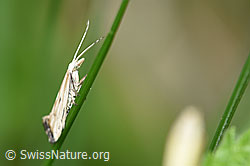 Plutella porrectella (Schleiermotte) (F165281) Plutella porrectella (Schleiermotte) (F165281)