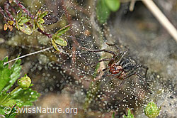 Labyrinthspinne (Agelena labyrinthica) im Netz (F165326) Labyrinthspinne (Agelena labyrinthica) im Netz (F165326)