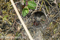 Labyrinthspinne (Agelena labyrinthica) (F165339) Labyrinthspinne (Agelena labyrinthica) (F165339)