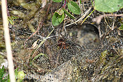 Foto: Labyrinthspinne (Agelena labyrinthica)