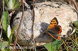 Lycaena phlaeas (F165347)