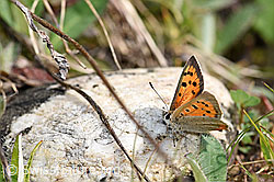 Kleiner Feuerfalter (Lycaena phlaeas) (08.05.2020, F165351)