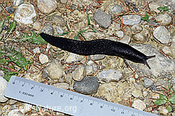 Photo: Schwarzer Schnegel (Limax cinereoniger)