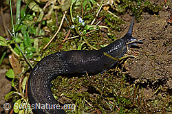 Photo: Schwarzer Schnegel (Limax cinereoniger)