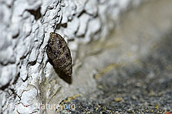 Kleine Turmschnecke ( Merdigera obscura) (F165465) Kleine Turmschnecke ( Merdigera obscura) (F165465)