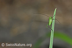 Grünes Heupferd (Tettigonia viridissima) (F165475) Grünes Heupferd (Tettigonia viridissima) (F165475)