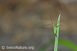 Grünes Heupferd (Tettigonia viridissima) (F165476) Grünes Heupferd (Tettigonia viridissima) (F165476)