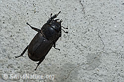 Balkenschröter (Dorcus parallelipipedus) (10.05.2020, F165479)