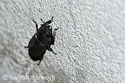 Balkenschröter (Dorcus parallelipipedus) (F165481) Balkenschröter (Dorcus parallelipipedus) (F165481)