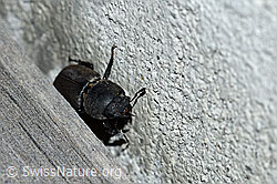 Balkenschröter (Dorcus parallelipipedus) (F165483) Balkenschröter (Dorcus parallelipipedus) (F165483)