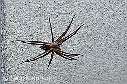 Listspinne (Pisaura mirabilis) (F165486)