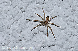 Spinne (F165487)