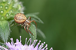 Braune Krabbenspinne (Xysticus cristatus) (F165492) Braune Krabbenspinne (Xysticus cristatus) (F165492)
