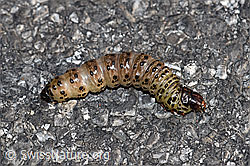 Foto: Raupe der weisslichgelben Grasbüscheleule (Apamea lithoxylaea)