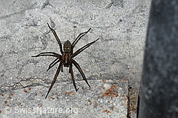 Hauswinkelspinne (Tegenaria domestica) (F165554) Hauswinkelspinne (Tegenaria domestica) (F165554)