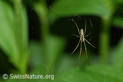 Bergstreckerspinne (Tetragnatha montana) im Radnetz (F165566)