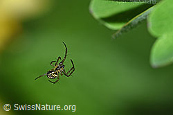 Sehr kleine Spinne (F165579)