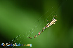 Bergstreckerspinne (Tetragnatha montana) im Netz (F165583)