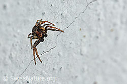 Unbekannte Spinne (F165592)