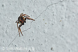 Unbekannte Spinne (F165594)