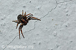 Unbekannte Spinne (F165595)