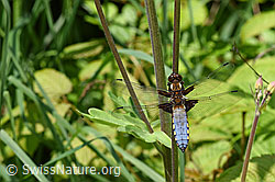 Plattbauch (Libelle) (F165624)