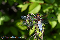 Plattbauch (Libellula depressa) (F165627)