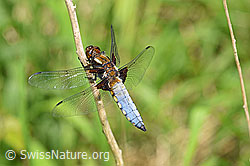 Plattbauch (Libelle) (F165642)