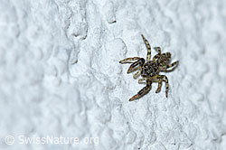 Springspinne (F165829)