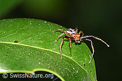 Xysticus audax (Krabbenspinne) (F165837) Xysticus audax (Krabbenspinne) (F165837)