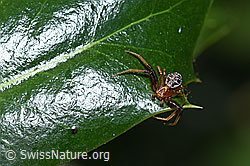 Xysticus audax (Krabbenspinne) (F165846) Xysticus audax (Krabbenspinne) (F165846)