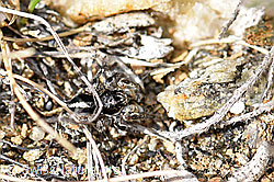 V-Fleck-Springspinne (Aelurillus v-insignitus) (F165898) V-Fleck-Springspinne (Aelurillus v-insignitus) (F165898)