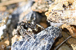 V-Fleck-Springspinne (Aelurillus v-insignitus) (F165901) V-Fleck-Springspinne (Aelurillus v-insignitus) (F165901)