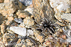 V-Fleck-Springspinne (Aelurillus v-insignitus) (F165905) V-Fleck-Springspinne (Aelurillus v-insignitus) (F165905)