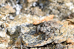 V-Fleck-Springspinne (Aelurillus v-insignitus) (F165919) V-Fleck-Springspinne (Aelurillus v-insignitus) (F165919)