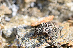 V-Fleck-Springspinne (Aelurillus v-insignitus) (F165920) V-Fleck-Springspinne (Aelurillus v-insignitus) (F165920)