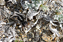 V-Fleck-Springspinne (Aelurillus v-insignitus), Weibchen (F165925) V-Fleck-Springspinne (Aelurillus v-insignitus), Weibchen (F165925)