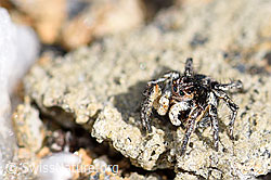 V-Fleck-Springspinne (Aelurillus v-insignitus) (F165930) V-Fleck-Springspinne (Aelurillus v-insignitus) (F165930)