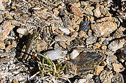 Nordische Gebirgsschrecke (Bohemanella frigida) (F165937) Nordische Gebirgsschrecke (Bohemanella frigida) (F165937)
