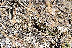 Nordische Gebirgsschrecke (Bohemanella frigida) (F165940) Nordische Gebirgsschrecke (Bohemanella frigida) (F165940)
