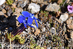 Schleichers Enzian (Gentiana schleicheri) (F165946)